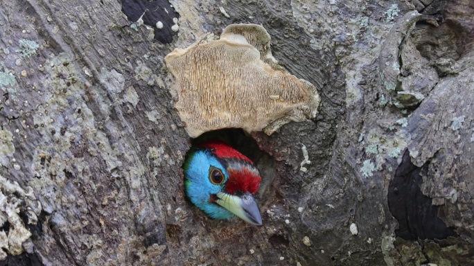 漂亮的拟啄木鸟在洞口活动
