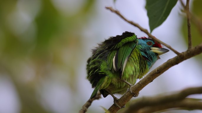 拟啄木鸟在树枝上梳理羽毛