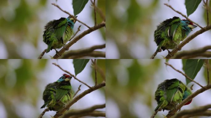 拟啄木鸟在树枝上梳理羽毛