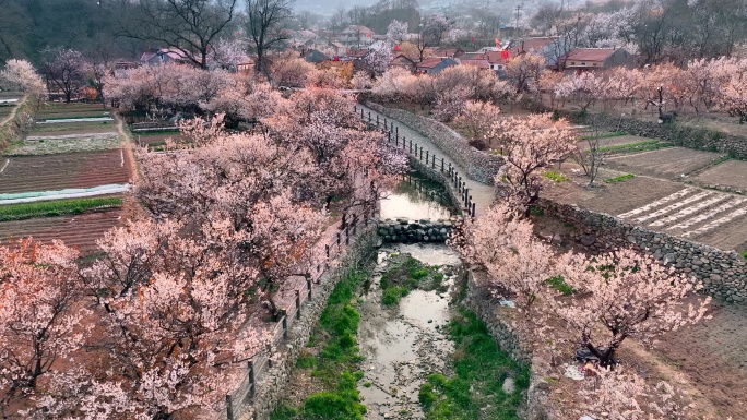 九上沟樱桃花