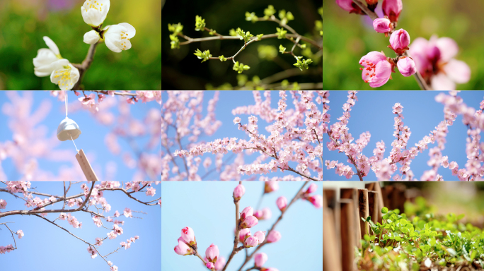 春天立春春分植物生长花开延时春暖花开