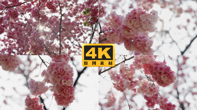 4K-樱花盛开，樱花怒放，光影樱花