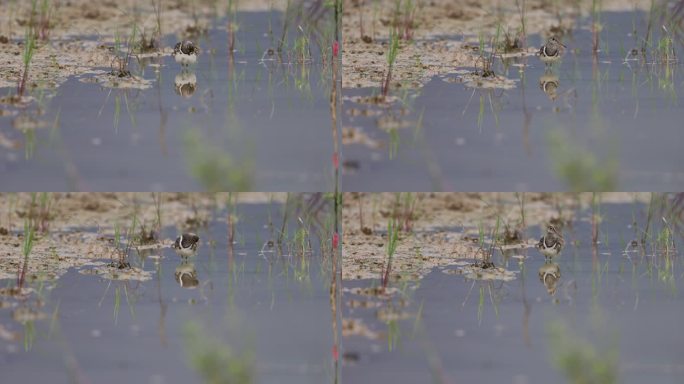 彩鹬在湿地水面上的倒影