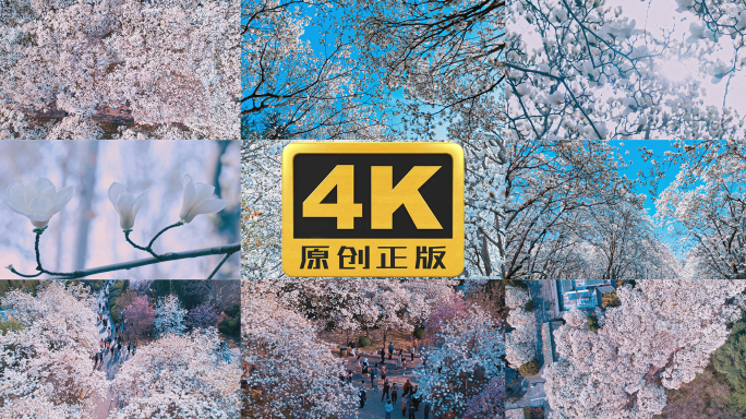 春天玉兰花太阳光穿透花海4K