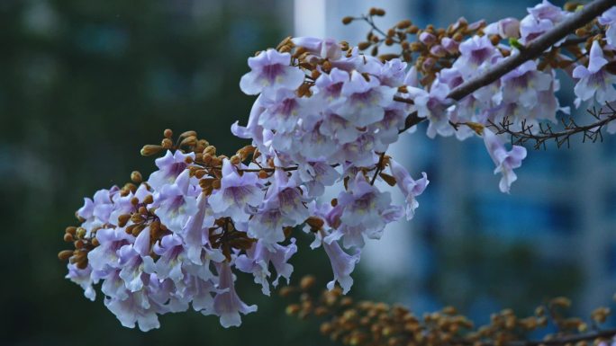 春天泡桐花梧桐花素材