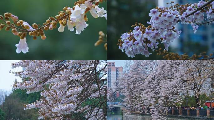 春天泡桐花梧桐花素材