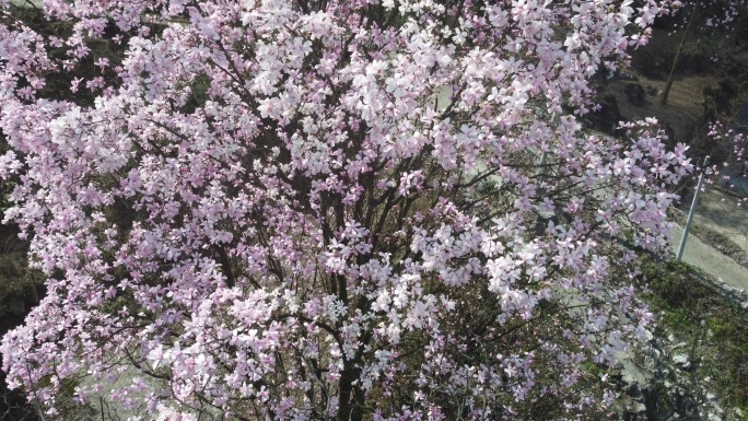 四川绵阳北川花溪景辛夷花航拍