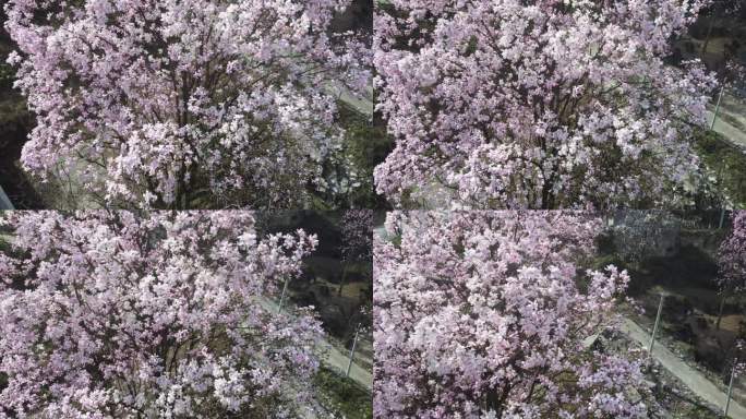 四川绵阳北川花溪景辛夷花航拍