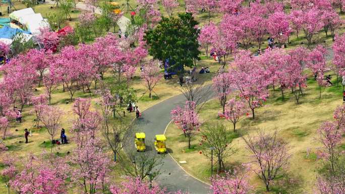 南宁青秀山樱花园