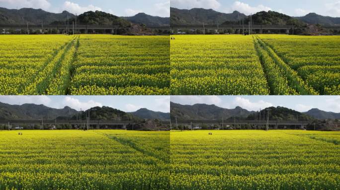 油菜花视频素材DJI_0223