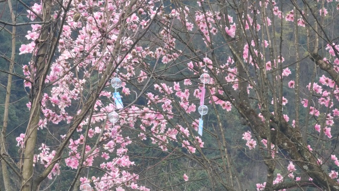 四川绵阳北川九皇山花溪景辛夷花