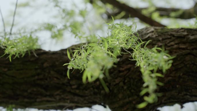 柳树 嫩柳 柳条 春天