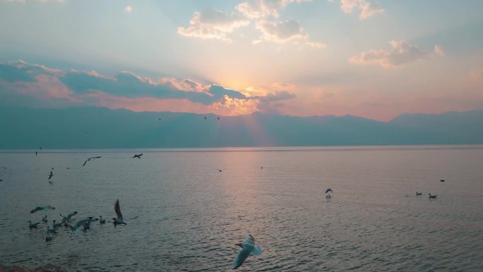 云南大理洱海日落延时海边海鸥延时