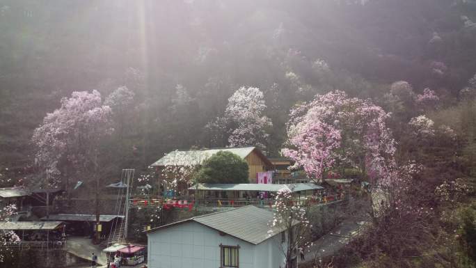 四川绵阳北川花溪景辛夷花航拍