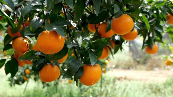 果园成熟的橘子合集