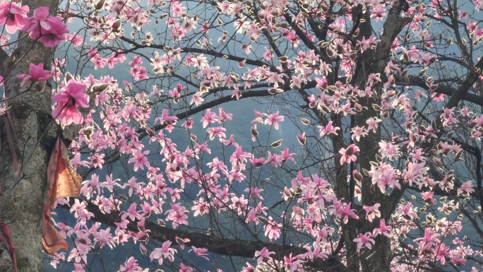 四川绵阳北川九皇山花溪景辛夷花