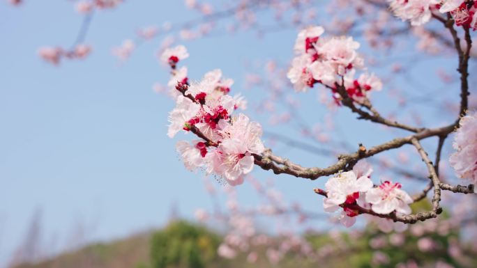 杏花  春暖花开