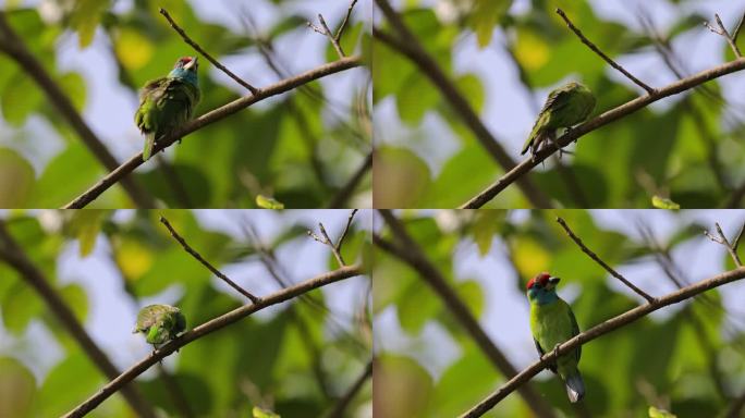蓝喉拟啄木鸟在枝头抖动羽毛