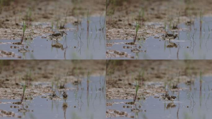 彩鹬在湿地觅食的生态画面