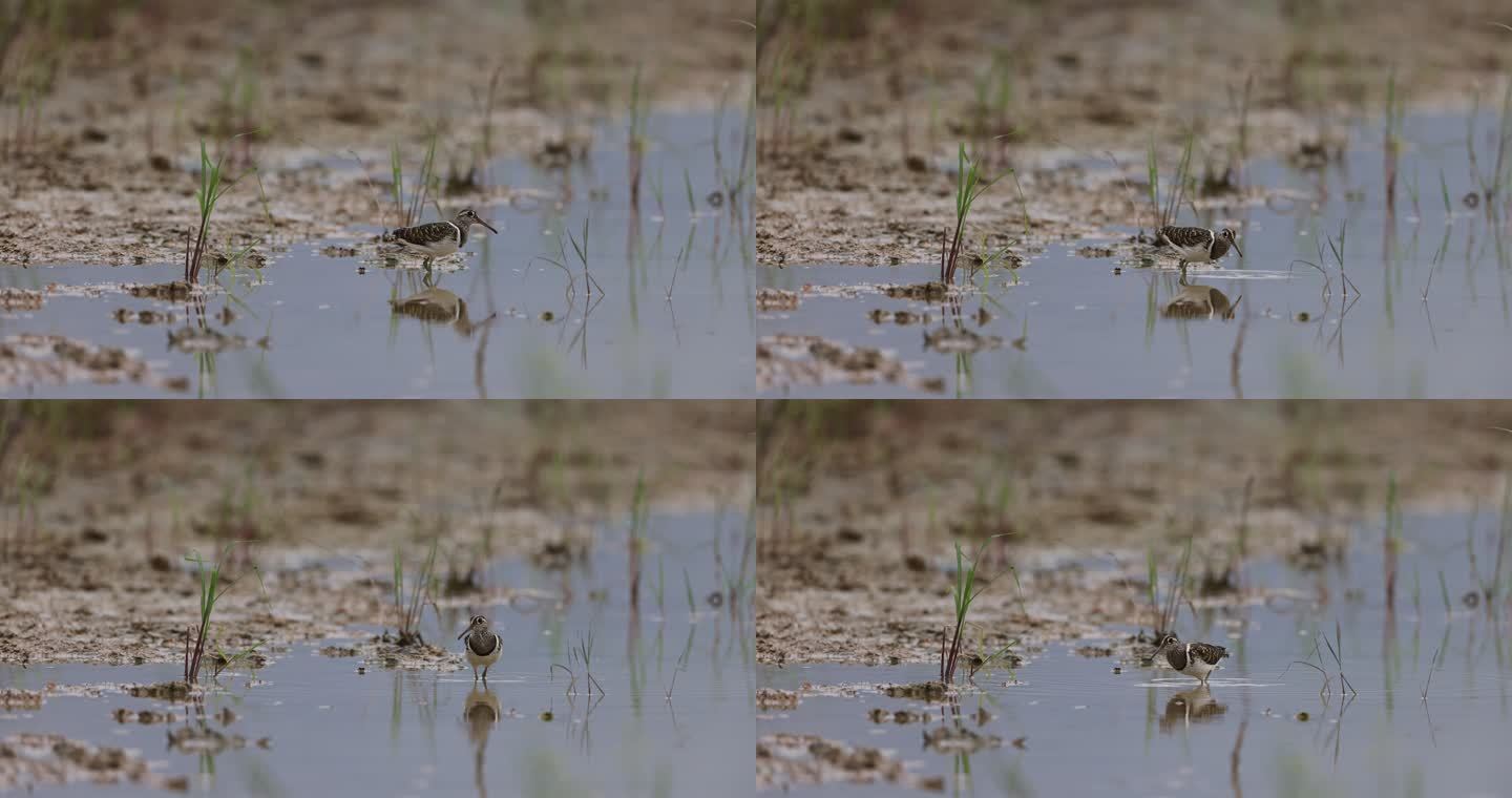 彩鹬在湿地觅食的生态画面
