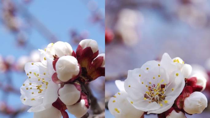 竖屏蜜蜂在杏花上采花蜜