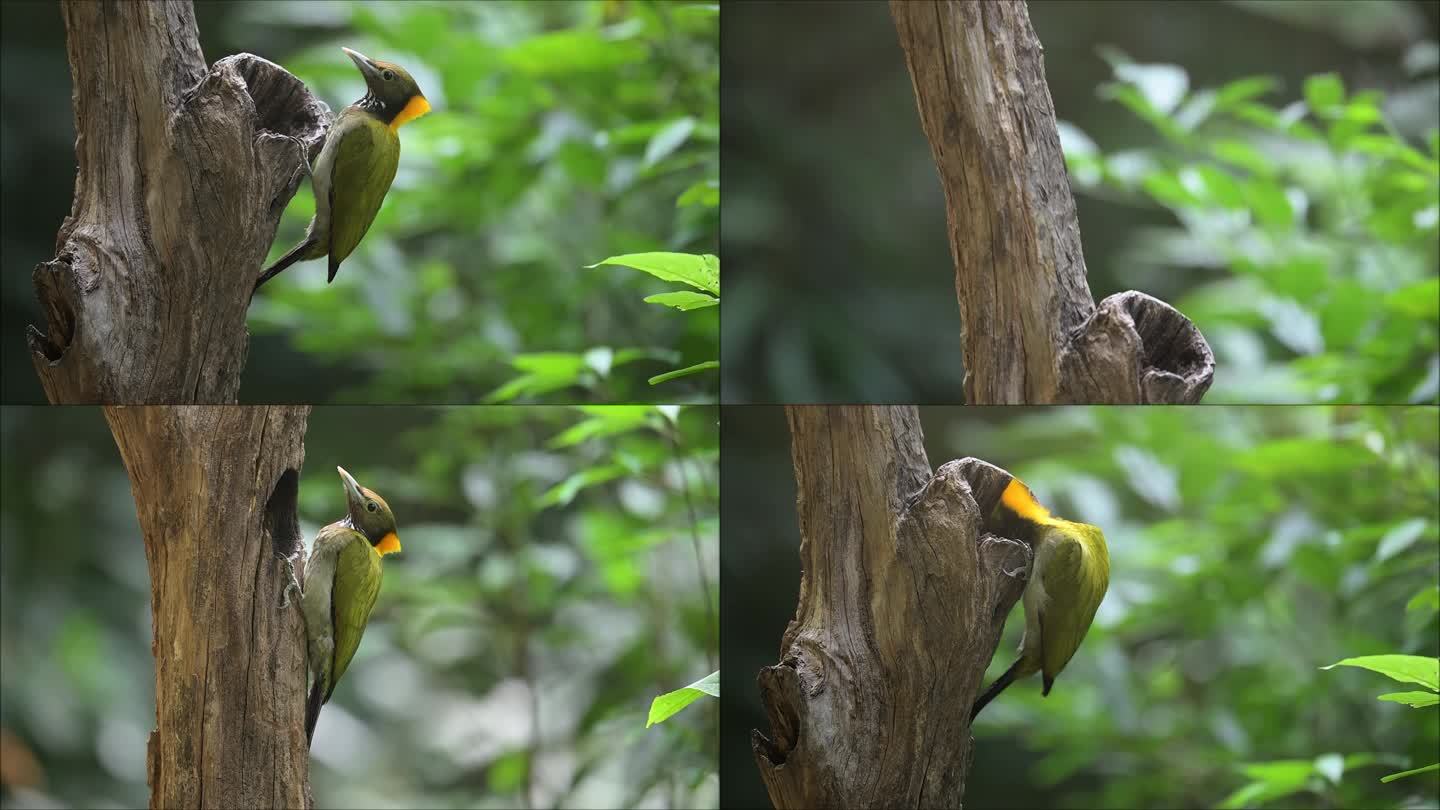 大黄冠啄木鸟嘴强直如凿攀木觅食时以嘴叩树
