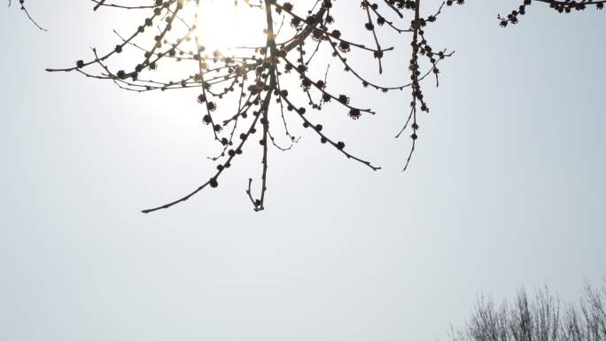阳光透过榆树花唯美树春天