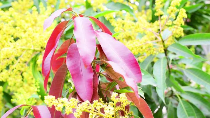 春天万物开花 芒果树 芒果花