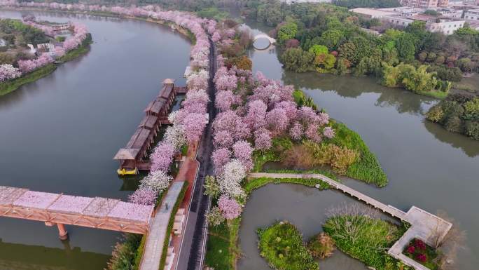 航拍一湾春水两岸紫荆花的广州海珠湿地公园