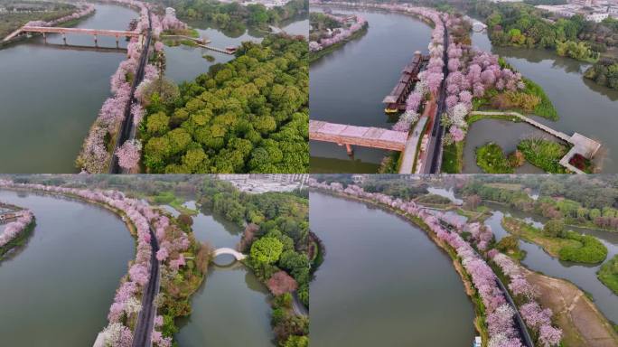 航拍一湾春水两岸紫荆花的广州海珠湿地公园