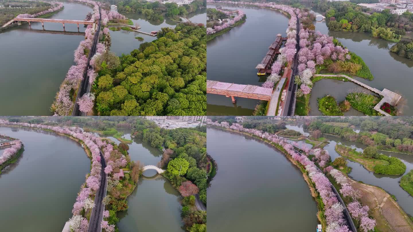 航拍一湾春水两岸紫荆花的广州海珠湿地公园