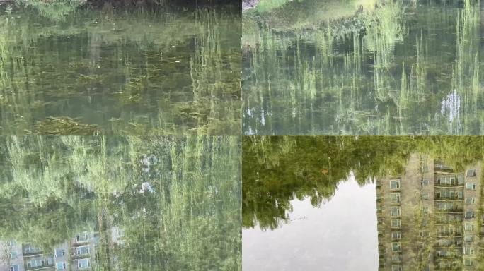 镜头合集水塘池塘水草水流波纹水下