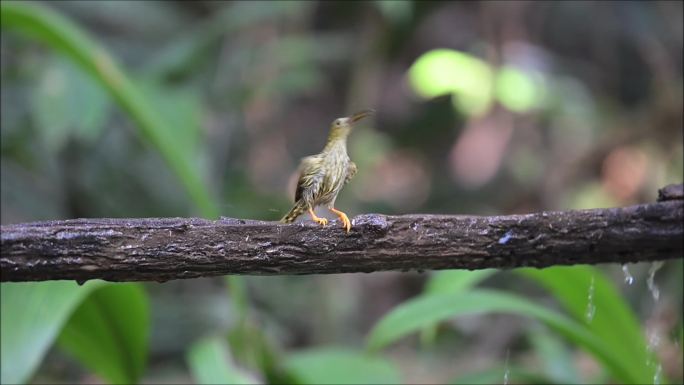 纹背捕蛛鸟在树枝上躲雨