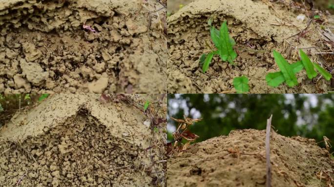 【原创实拍】一个蚂蚁窝密密麻麻的蚂蚁
