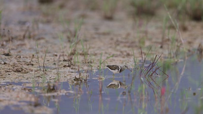 雄性彩鹬在湿地觅食画面