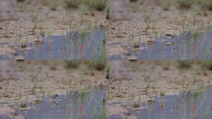 雄性彩鹬在湿地觅食画面