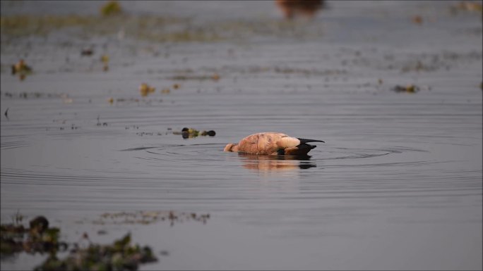可爱的赤麻鸭们在湖面上捕食