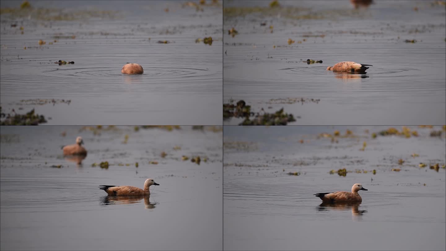 可爱的赤麻鸭们在湖面上捕食