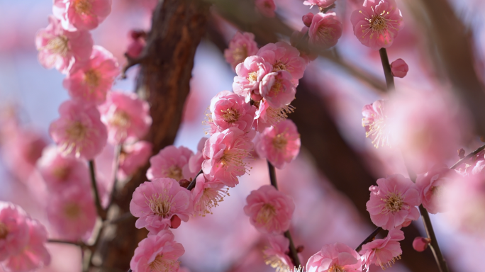 春季梅花节红梅花唯美绽放