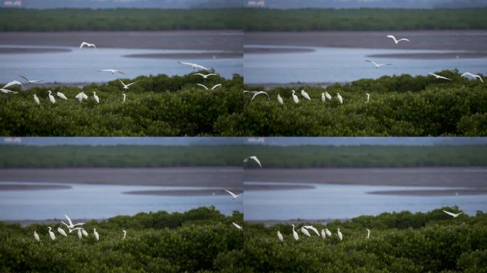 树冠白鹭栖息-慢镜头