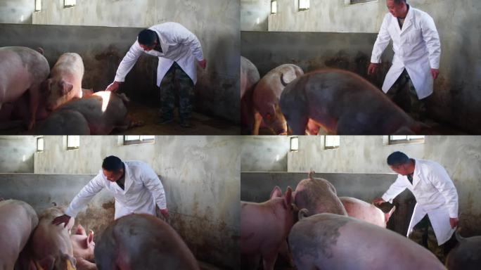 猪流感病毒 动物 特写 哺乳 卫生 农场
