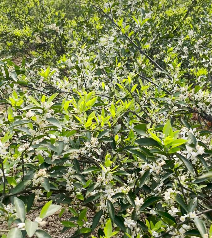 茶坑柑树开柑花