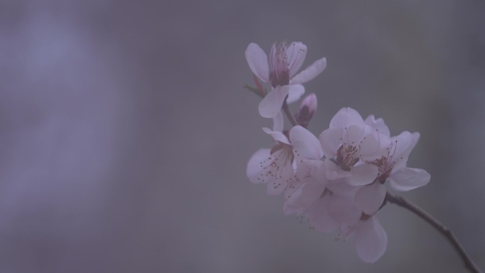 桃花迎春花春天的花城市美景视频