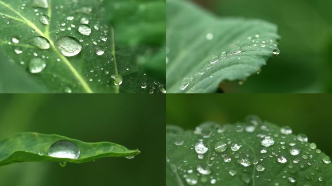 雨后菜叶上的水珠