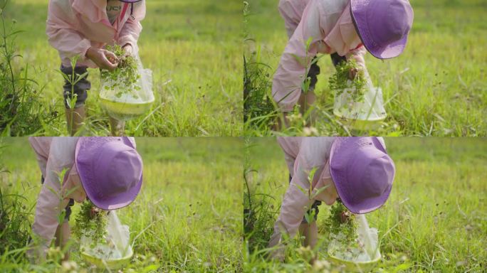 村民上山挖野菜摘野菜农民挖野菜野味食物