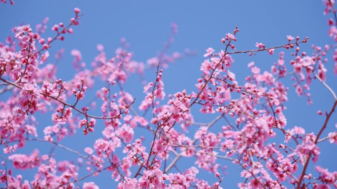 春天唯美盛开的碧桃花