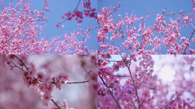 春天唯美盛开的碧桃花
