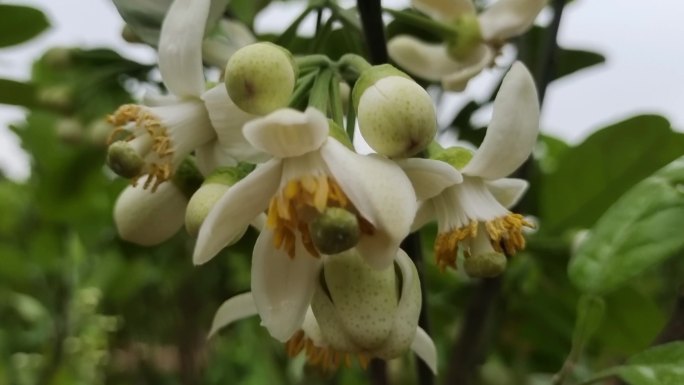 柚子花开 绿色植物 柚子树叶逆光树叶