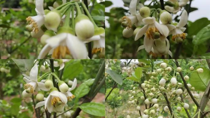 柚子花开 绿色植物 柚子树叶逆光树叶