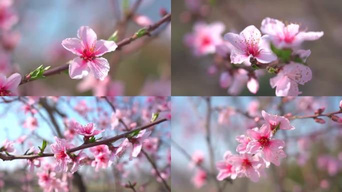 春天阳光下的桃花（升格慢动作）